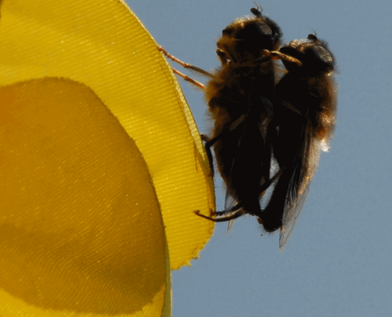 beepshow Bienen Frühling xxx emanuelone art gifkunst artgif gifart